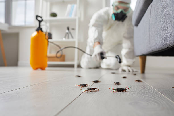 Post-Treatment Bed Bug Interceptor Monitoring in Sebree